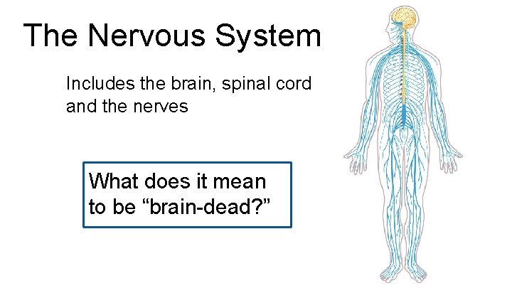 The Nervous System Includes the brain, spinal cord and the nerves What does it