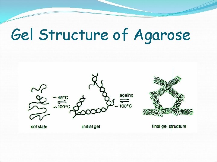 Gel Structure of Agarose 