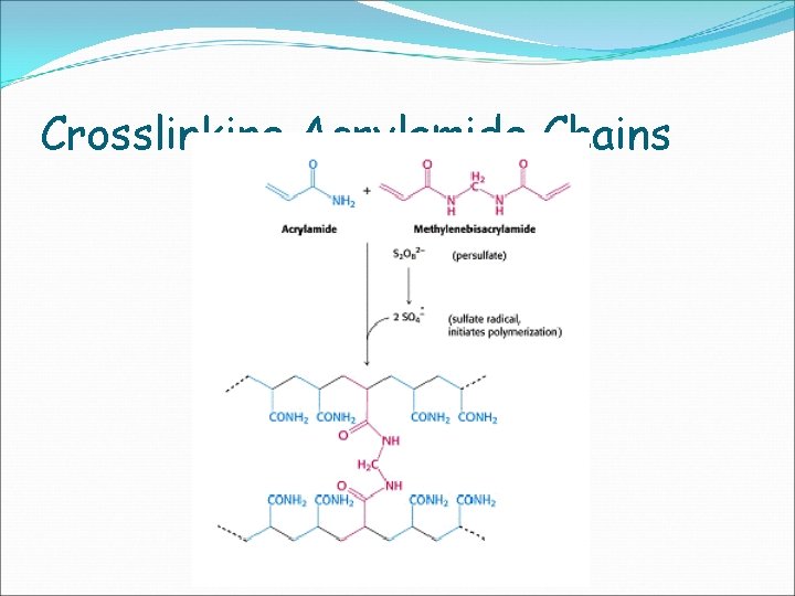 Crosslinking Acrylamide Chains 