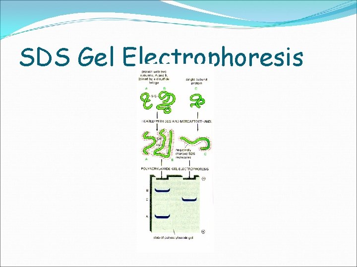 SDS Gel Electrophoresis 