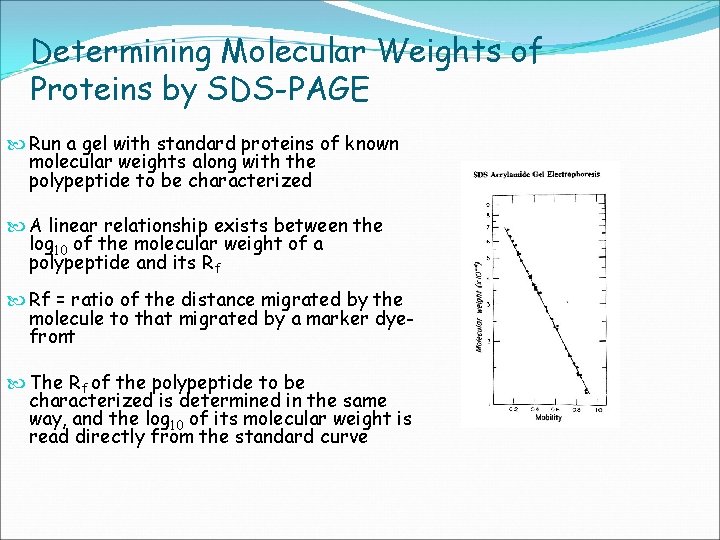 Determining Molecular Weights of Proteins by SDS-PAGE Run a gel with standard proteins of