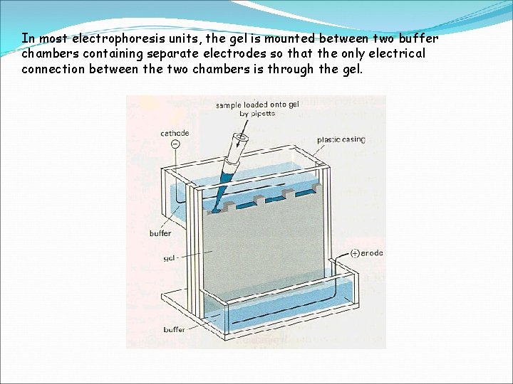 In most electrophoresis units, the gel is mounted between two buffer chambers containing separate