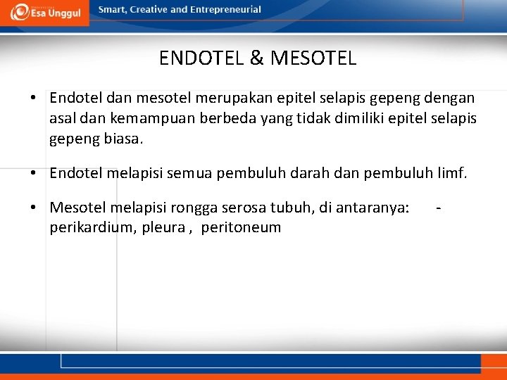 ENDOTEL & MESOTEL • Endotel dan mesotel merupakan epitel selapis gepeng dengan asal dan