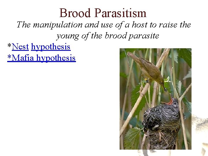 Brood Parasitism The manipulation and use of a host to raise the young of Brood Parasitism The manipulation and use of a host to raise the young of