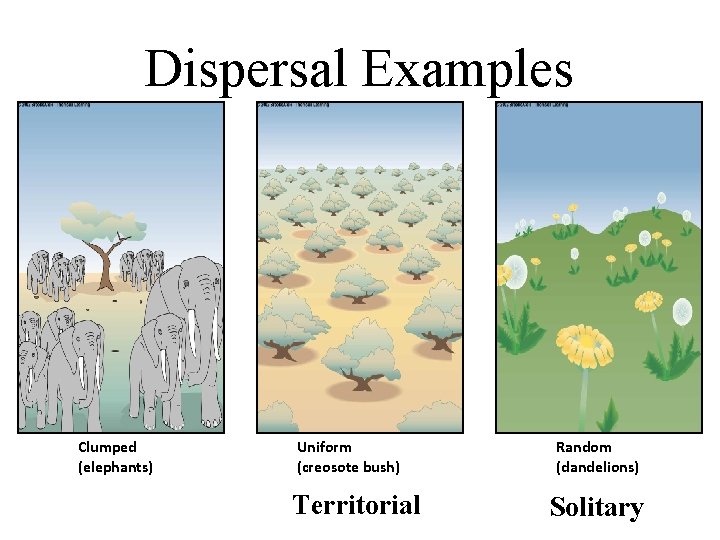 Dispersal Examples Clumped (elephants) Uniform (creosote bush) Territorial Random (dandelions) Solitary Dispersal Examples Clumped (elephants) Uniform (creosote bush) Territorial Random (dandelions) Solitary
