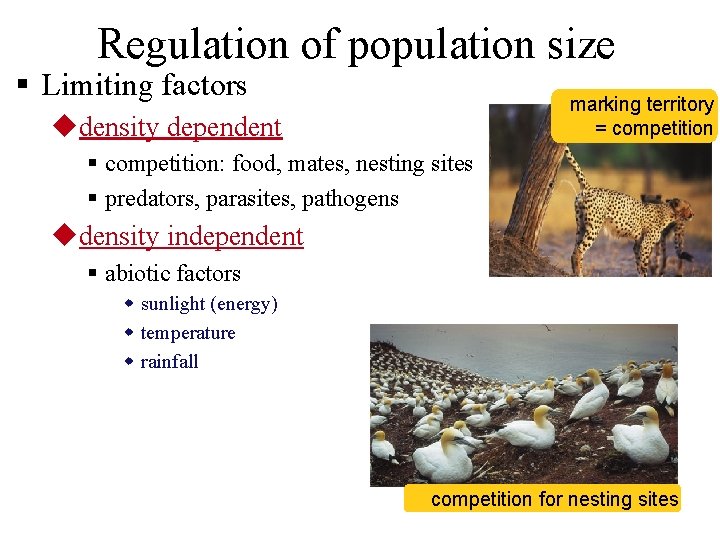 Regulation of population size § Limiting factors marking territory = competition udensity dependent § Regulation of population size § Limiting factors marking territory = competition udensity dependent §
