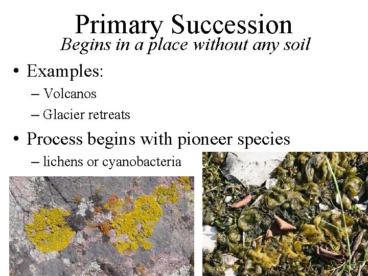 Primary Succession Begins in a place without any soil • Examples: – Volcanos – Primary Succession Begins in a place without any soil • Examples: – Volcanos –