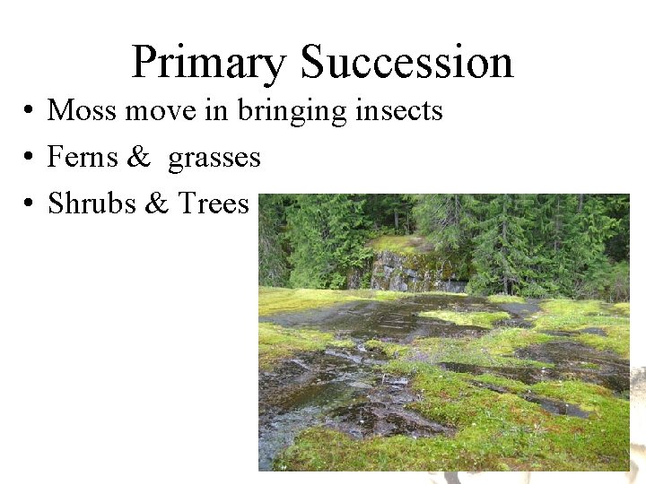 Primary Succession • Moss move in bringing insects • Ferns & grasses • Shrubs Primary Succession • Moss move in bringing insects • Ferns & grasses • Shrubs