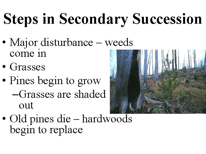 Steps in Secondary Succession • Major disturbance – weeds come in • Grasses • Steps in Secondary Succession • Major disturbance – weeds come in • Grasses •