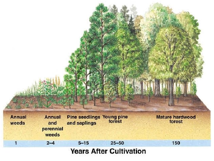Secondary Succession Secondary Succession