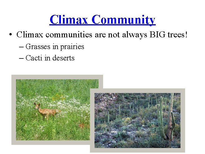 Climax Community • Climax communities are not always BIG trees! – Grasses in prairies Climax Community • Climax communities are not always BIG trees! – Grasses in prairies