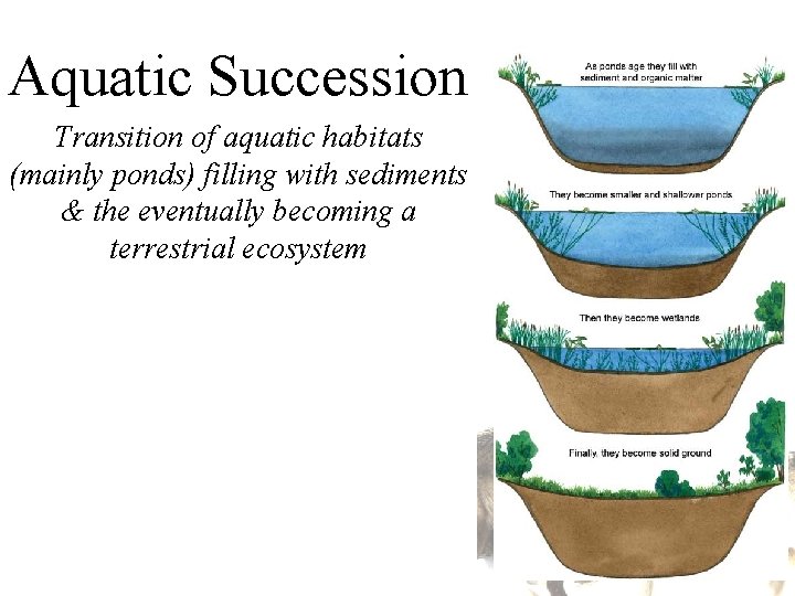 Aquatic Succession Transition of aquatic habitats (mainly ponds) filling with sediments & the eventually Aquatic Succession Transition of aquatic habitats (mainly ponds) filling with sediments & the eventually