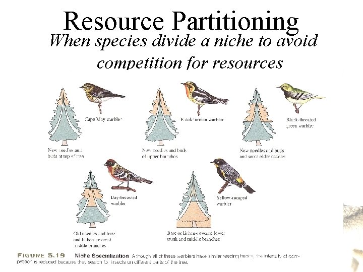 Resource Partitioning When species divide a niche to avoid competition for resources Resource Partitioning When species divide a niche to avoid competition for resources