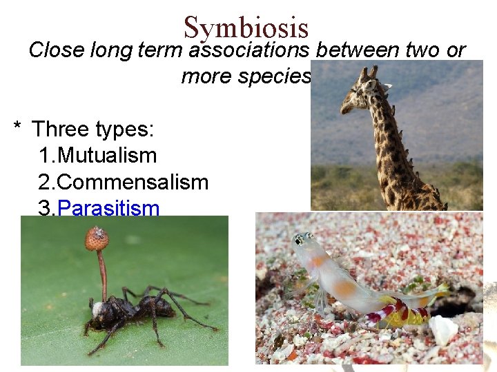 Symbiosis Close long term associations between two or more species * Three types: 1. Symbiosis Close long term associations between two or more species * Three types: 1.