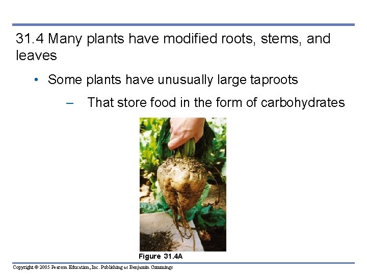 31. 4 Many plants have modified roots, stems, and leaves • Some plants have 31. 4 Many plants have modified roots, stems, and leaves • Some plants have