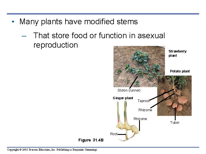 • Many plants have modified stems – That store food or function in • Many plants have modified stems – That store food or function in