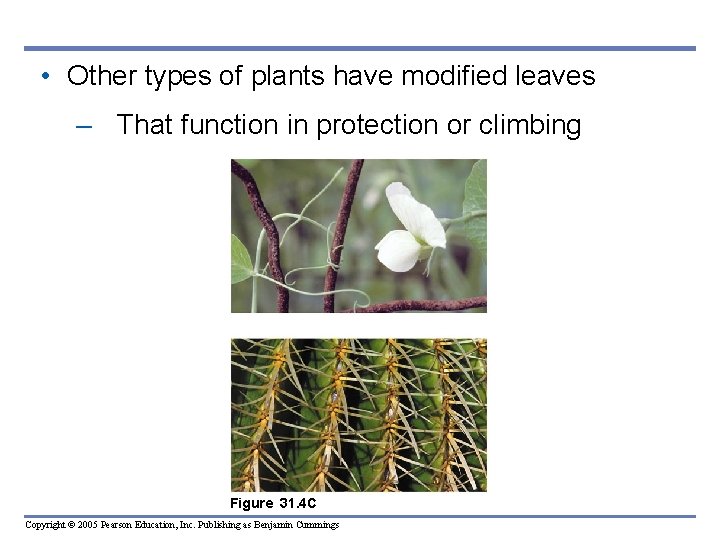 • Other types of plants have modified leaves – That function in protection • Other types of plants have modified leaves – That function in protection