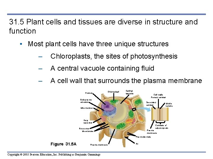 31. 5 Plant cells and tissues are diverse in structure and function • Most 31. 5 Plant cells and tissues are diverse in structure and function • Most