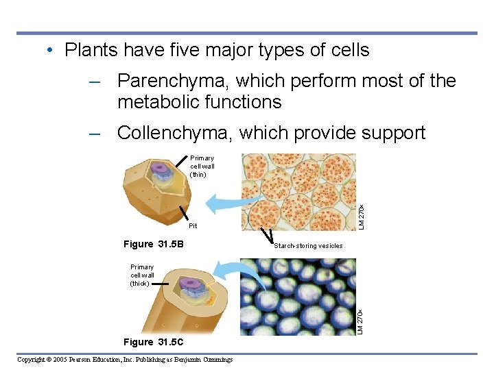 • Plants have five major types of cells – Parenchyma, which perform most • Plants have five major types of cells – Parenchyma, which perform most