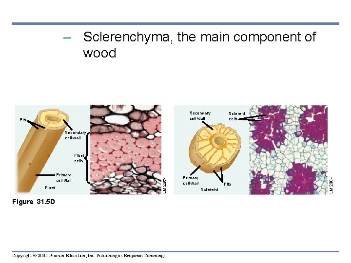 – Sclerenchyma, the main component of wood Secondary cell wall Pits Sclereid cells Secondary – Sclerenchyma, the main component of wood Secondary cell wall Pits Sclereid cells Secondary