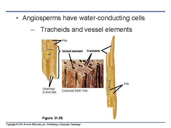 • Angiosperms have water-conducting cells – Tracheids and vessel elements Pits Vessel element • Angiosperms have water-conducting cells – Tracheids and vessel elements Pits Vessel element