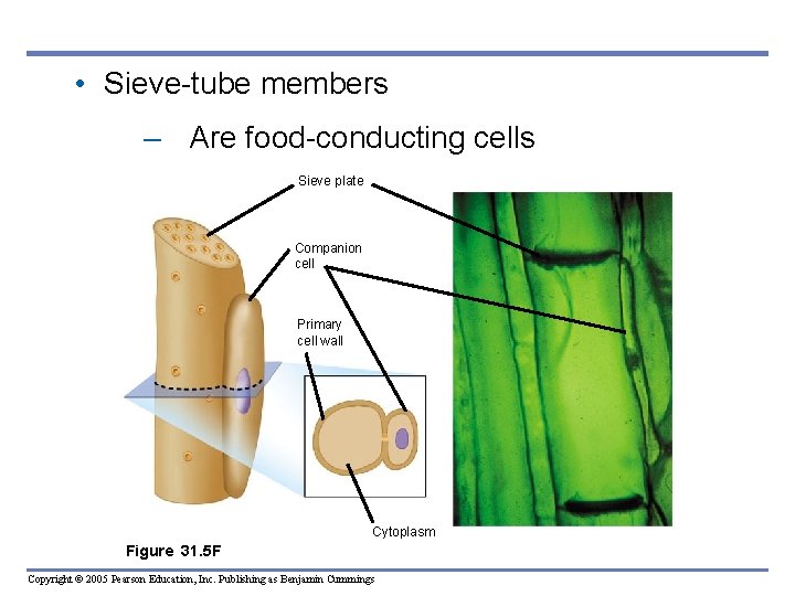 • Sieve-tube members – Are food-conducting cells Sieve plate Companion cell Primary cell • Sieve-tube members – Are food-conducting cells Sieve plate Companion cell Primary cell