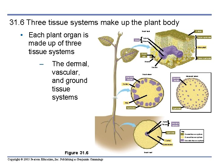 31. 6 Three tissue systems make up the plant body Dicot leaf • Each 31. 6 Three tissue systems make up the plant body Dicot leaf • Each