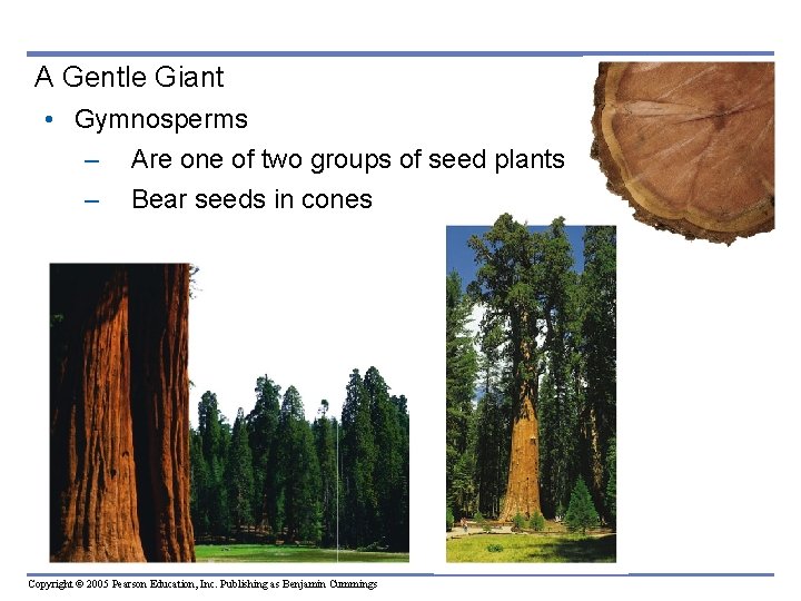 A Gentle Giant • Gymnosperms – Are one of two groups of seed plants A Gentle Giant • Gymnosperms – Are one of two groups of seed plants