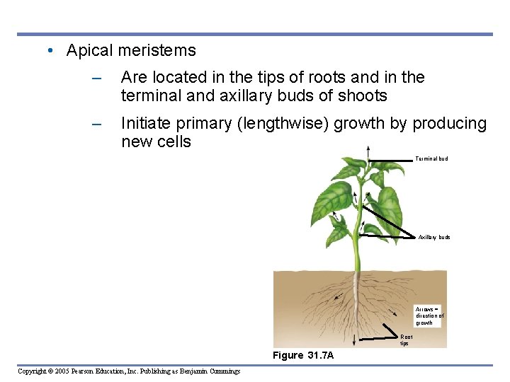 • Apical meristems – Are located in the tips of roots and in • Apical meristems – Are located in the tips of roots and in