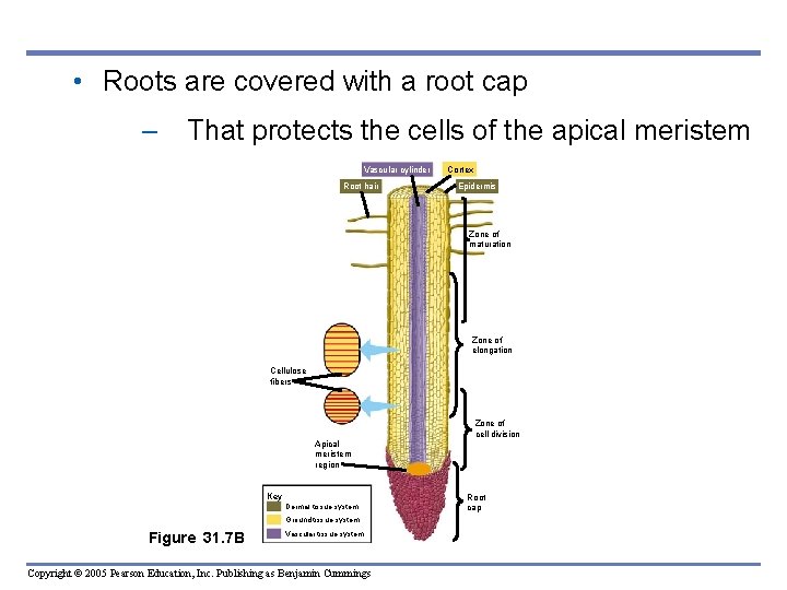 • Roots are covered with a root cap – That protects the cells • Roots are covered with a root cap – That protects the cells