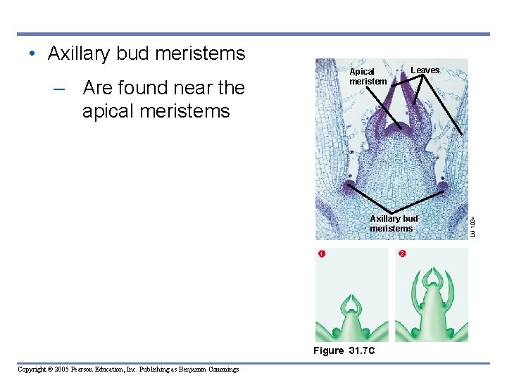 • Axillary bud meristems – Are found near the apical meristems Axillary bud • Axillary bud meristems – Are found near the apical meristems Axillary bud