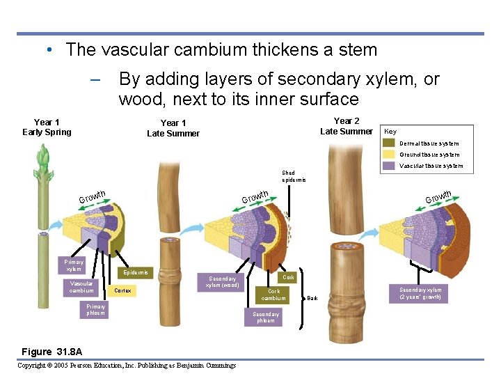 • The vascular cambium thickens a stem – By adding layers of secondary • The vascular cambium thickens a stem – By adding layers of secondary