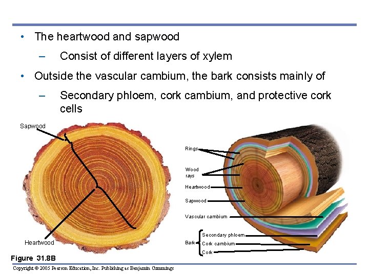 • The heartwood and sapwood – Consist of different layers of xylem • • The heartwood and sapwood – Consist of different layers of xylem •