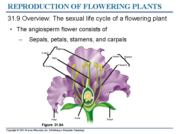 REPRODUCTION OF FLOWERING PLANTS 31. 9 Overview: The sexual life cycle of a flowering REPRODUCTION OF FLOWERING PLANTS 31. 9 Overview: The sexual life cycle of a flowering
