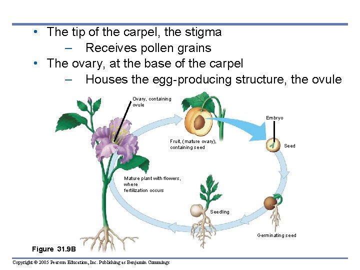 • The tip of the carpel, the stigma – Receives pollen grains • • The tip of the carpel, the stigma – Receives pollen grains •