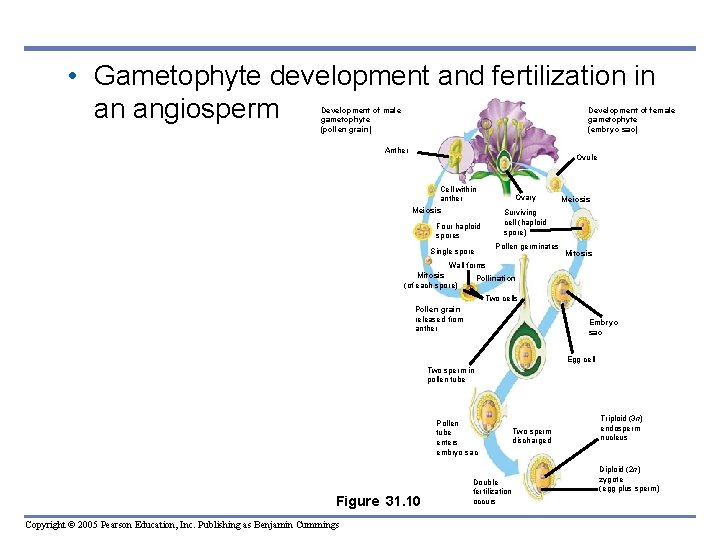 • Gametophyte development and fertilization in an angiosperm Development of male gametophyte (pollen • Gametophyte development and fertilization in an angiosperm Development of male gametophyte (pollen