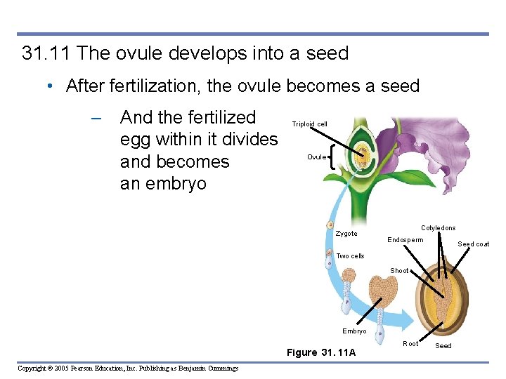 31. 11 The ovule develops into a seed • After fertilization, the ovule becomes 31. 11 The ovule develops into a seed • After fertilization, the ovule becomes