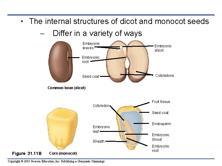 • The internal structures of dicot and monocot seeds – Differ in a • The internal structures of dicot and monocot seeds – Differ in a
