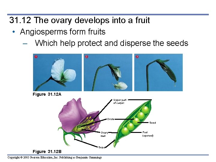 31. 12 The ovary develops into a fruit • Angiosperms form fruits – Which 31. 12 The ovary develops into a fruit • Angiosperms form fruits – Which