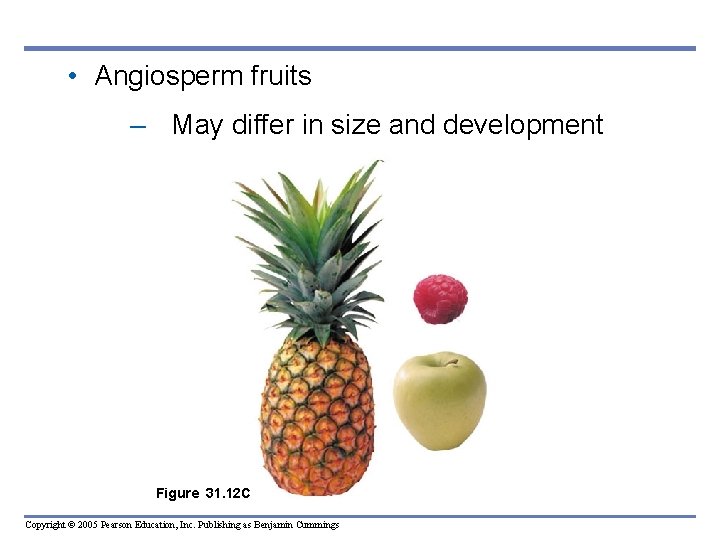 • Angiosperm fruits – May differ in size and development Figure 31. 12 • Angiosperm fruits – May differ in size and development Figure 31. 12