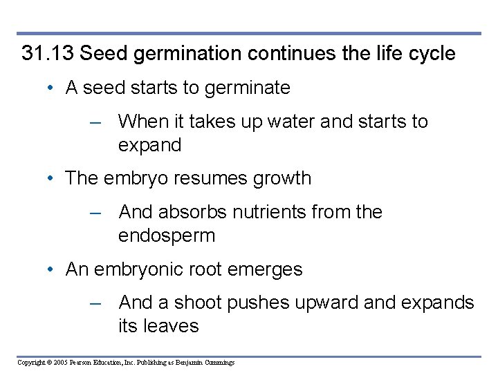 31. 13 Seed germination continues the life cycle • A seed starts to germinate 31. 13 Seed germination continues the life cycle • A seed starts to germinate