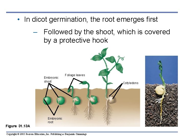 • In dicot germination, the root emerges first – Followed by the shoot, • In dicot germination, the root emerges first – Followed by the shoot,