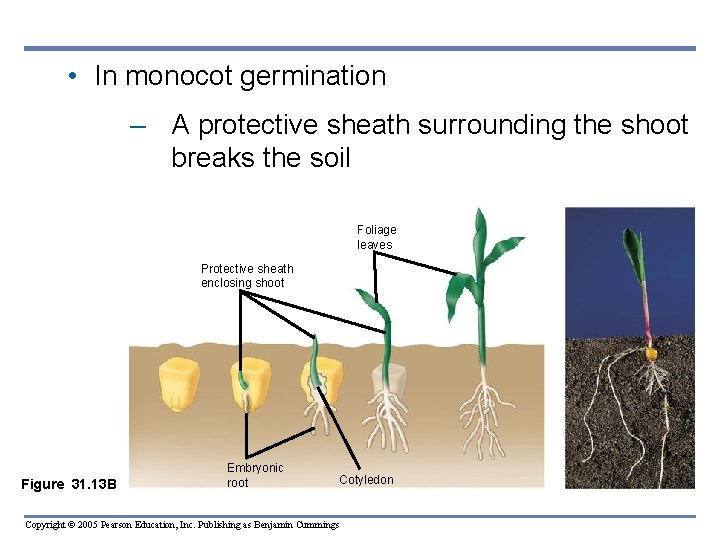 • In monocot germination – A protective sheath surrounding the shoot breaks the • In monocot germination – A protective sheath surrounding the shoot breaks the
