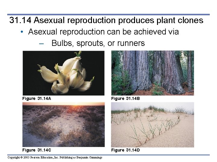 31. 14 Asexual reproduction produces plant clones • Asexual reproduction can be achieved via 31. 14 Asexual reproduction produces plant clones • Asexual reproduction can be achieved via