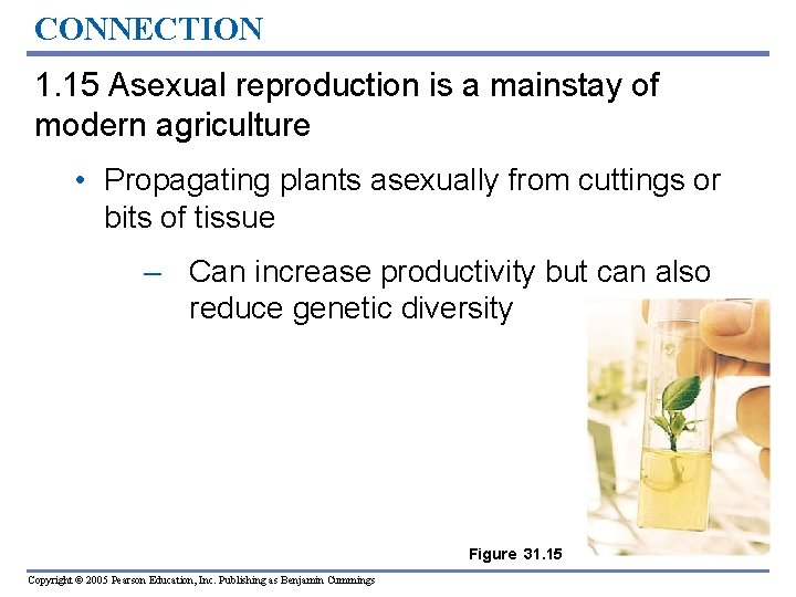 CONNECTION 1. 15 Asexual reproduction is a mainstay of modern agriculture • Propagating plants CONNECTION 1. 15 Asexual reproduction is a mainstay of modern agriculture • Propagating plants