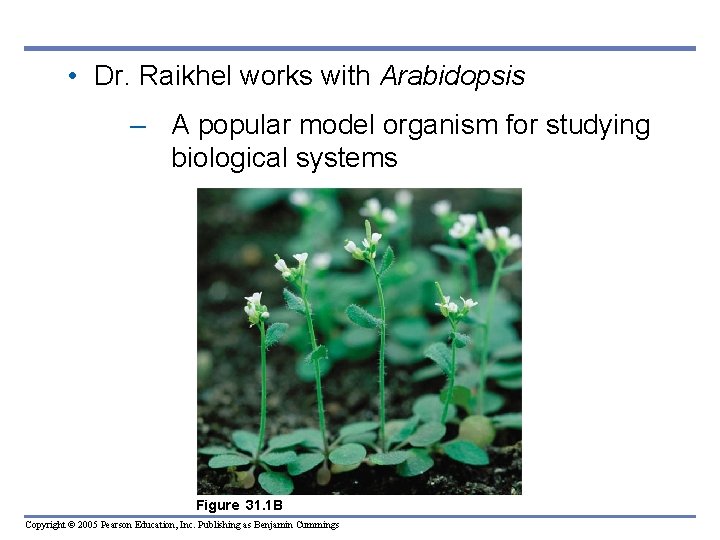 • Dr. Raikhel works with Arabidopsis – A popular model organism for studying • Dr. Raikhel works with Arabidopsis – A popular model organism for studying