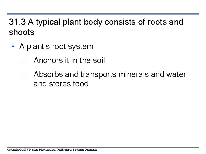 31. 3 A typical plant body consists of roots and shoots • A plant’s 31. 3 A typical plant body consists of roots and shoots • A plant’s