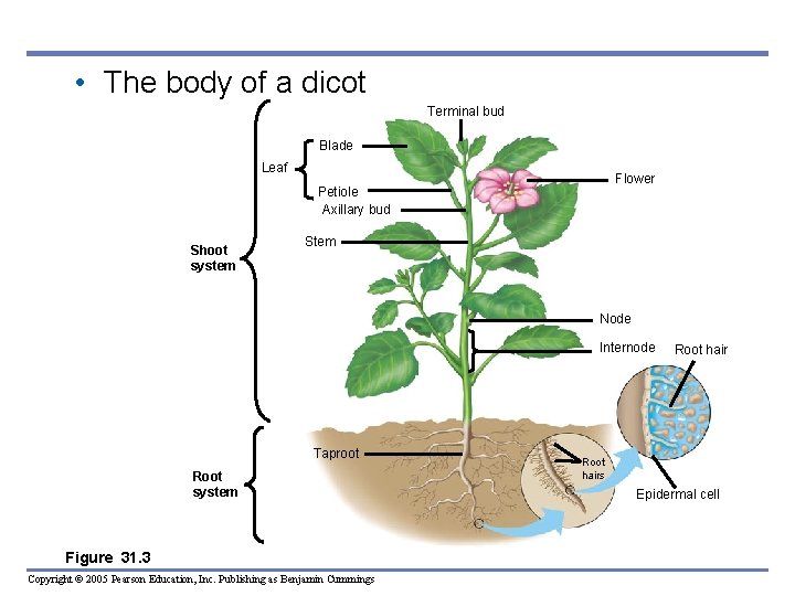 • The body of a dicot Terminal bud Blade Leaf Flower Petiole Axillary • The body of a dicot Terminal bud Blade Leaf Flower Petiole Axillary