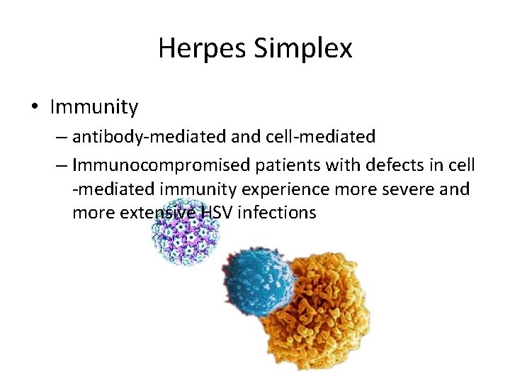 Herpes Simplex • Immunity – antibody-mediated and cell-mediated – Immunocompromised patients with defects in