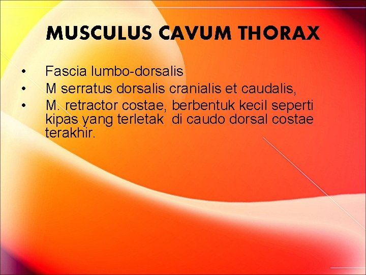 MUSCULUS CAVUM THORAX • • • Fascia lumbo-dorsalis M serratus dorsalis cranialis et caudalis, MUSCULUS CAVUM THORAX • • • Fascia lumbo-dorsalis M serratus dorsalis cranialis et caudalis,